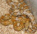 Amber Corn Snake