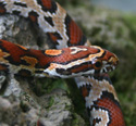 Abbott's Okeetee Corn Snake