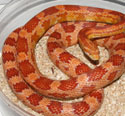 Amelanistic Corn Snake