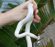 Blizzard Adult Corn Snake