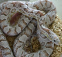 Ghost Corn Snake