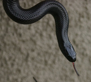 Mexican Black King Snake Yearling