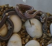 Ghost Motley and Anery Stripe Hatchlings