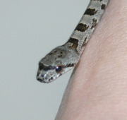 Female Baird's Rat Snake Hatchling