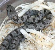 Female Baird's Rat Snake Hatchling