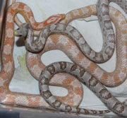 Coral Snow and Ghost Corn Snakes