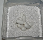 Eggs in a container with Hatch Rite