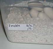 Labeled Egg Incubation Container with Eggs