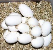 Corn Snake Eggs in Damp Vermiculite