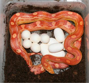 Amelanistic Motley Corn Snake with Clutch of Eggs
