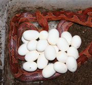Aztec Corn Snake with Clutch of Eggs