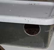 Shoebox-Size Egg Laying Container w/ Peat Moss