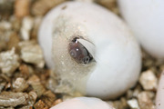 Anery Motley Corn Snake Pippy