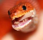 bloodred corn snake eating mouse