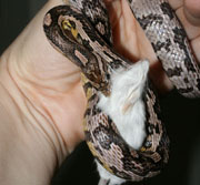 anery aztec corn snake eating mouse