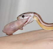 ghost corn snake eating mouse