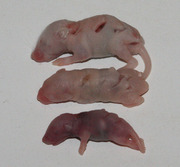 froze thawed mice with skin clipped