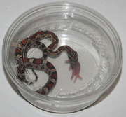 corn snake eating in deli cup