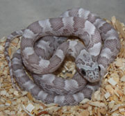 Latte After First Shed