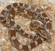 Amber Corn Snake