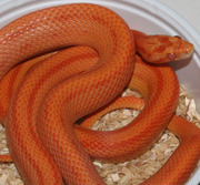 Amelanistic Stripe Corn Snake