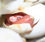 Amelanistic Stripe Corn Snake Pippy