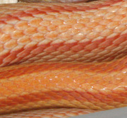 Amelanstic Stripe Corn Snake Scale Close-up