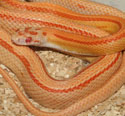 Amel Stripe Corn Snake