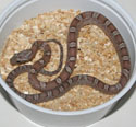 Anery Bloodred Corn Snake