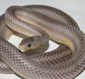 Anery Bloodred Stripe Corn Snake Adult