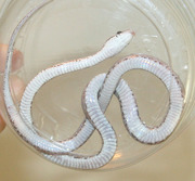 Anerythristic Bloodred Corn Snake Ventral Photo