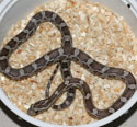 Anerythristic Corn Snake