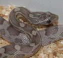 Anery Lavender Corn Snake