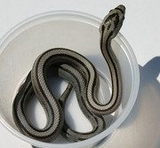 Anerythristic Stripe Hatchling Corn Snake