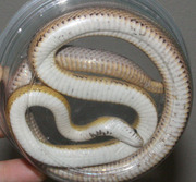 Amelanistic Motley Corn Snake Ventral Photo