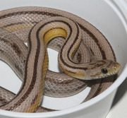 Anerythristic Stripe Corn Snake