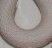 Blizzard Corn Snake Scale Close-Up