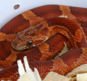 Bloodred Corn Snake