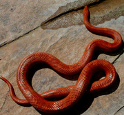 Bloodred Corn Snake