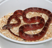 Bloodred Corn Snake