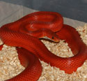 Bloodred Stripe Corn Snake Adult