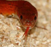 Bloodred Corn Snake Adult Tongue