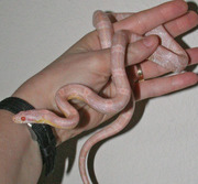 Bubblegum Snow Corn Snake Yearling