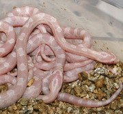 Bubblegum Snow Corn Snake Hatchlings