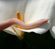 Bubblegum Snow Corn Snake