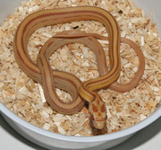 Female Ault Butter Stripe Corn Snake