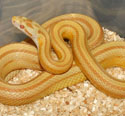 Butter Stripe Corn Snake