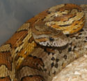 Caramel Corn Snake