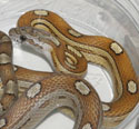 Caramel Motley Corn Snake Yearling