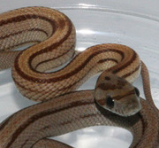 Caramel Stripe Corn Snake